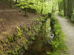 The Fowey Consols Leat, Luxulyan Valley
